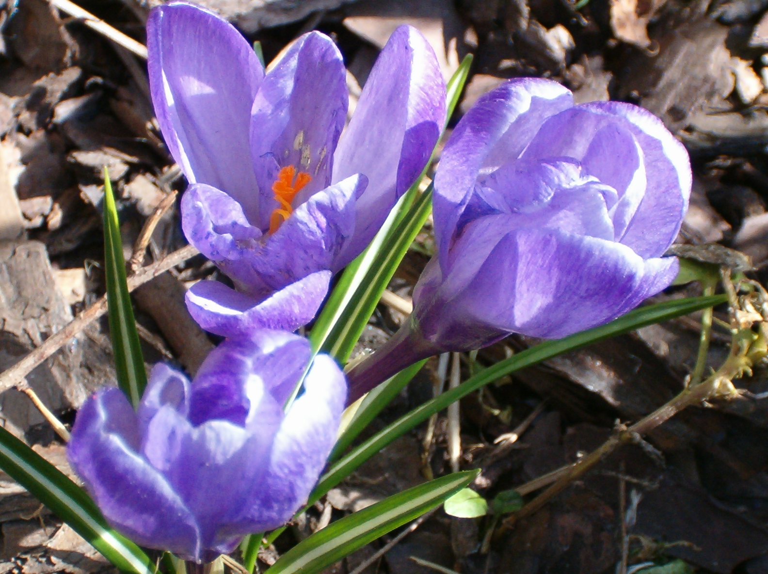 Obrazek przedstawia kwiaty krokusy fioletowe